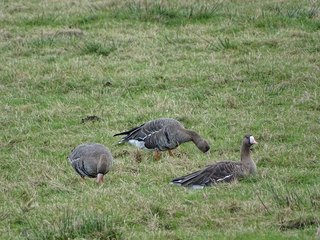 中國足協還 中國足協還